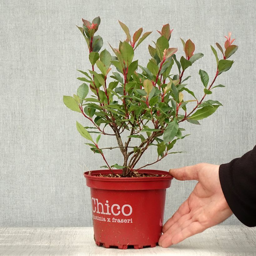 Example of Glanzmispel Chico - Photinia fraseri Topf mit 2L/3L as you get in automne