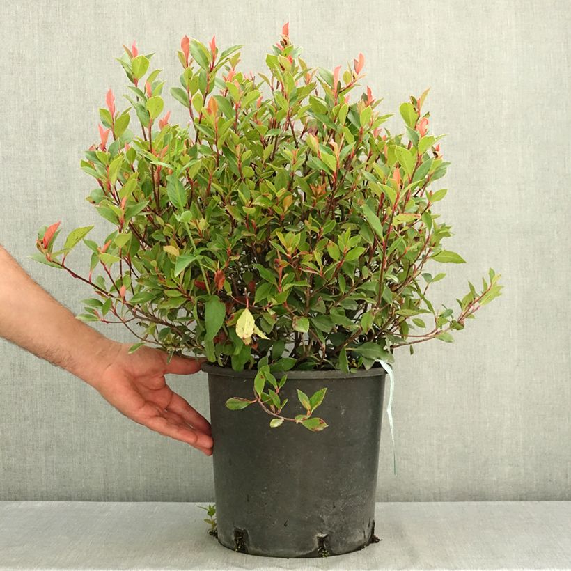 Exemplar von Glanzmispel Chico - Photinia fraseri Topf mit 7,5L/10L wie im Sommer geliefert