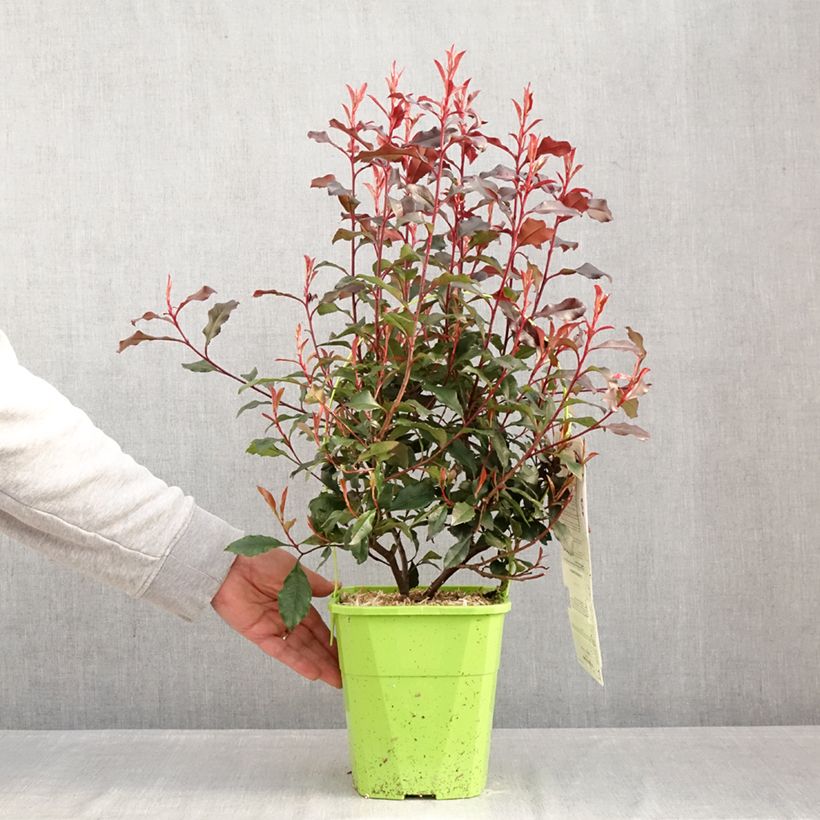 Exemplar von Zwerg Glanzmispel Corallina - Photinia fraseri Topf mit 3L/4L wie im Winter geliefert
