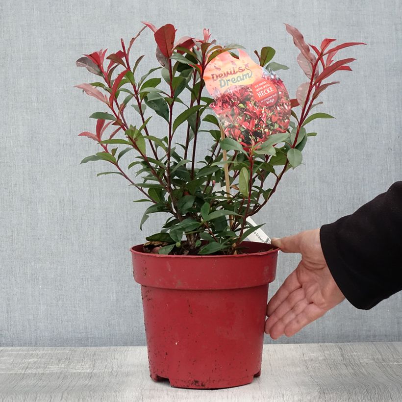 Example of Rote Glanzmispel Devil's Dream - Photinia fraseri Topf mit 2L/3L as you get in automne