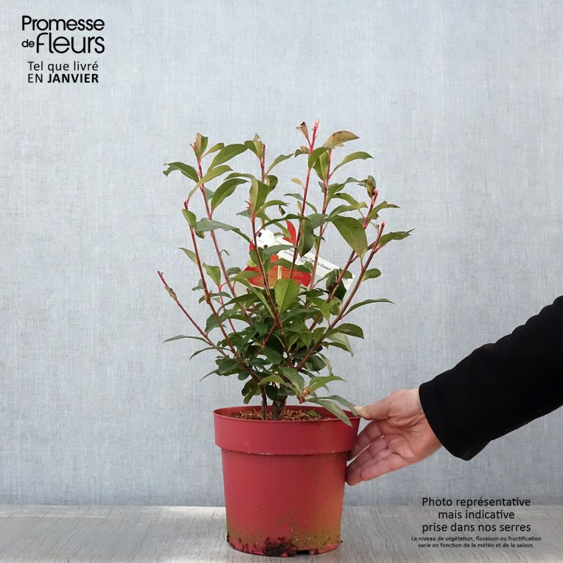 Exemplar von Rote Glanzmispel Devil's Dream - Photinia fraseri Topf mit 2L/3L wie im Winter geliefert