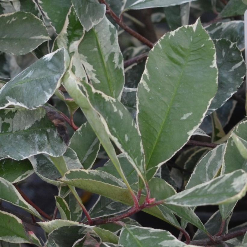 Weißgrüne Glanzmispel Pink Marble - Photinia fraseri (Foliage)
