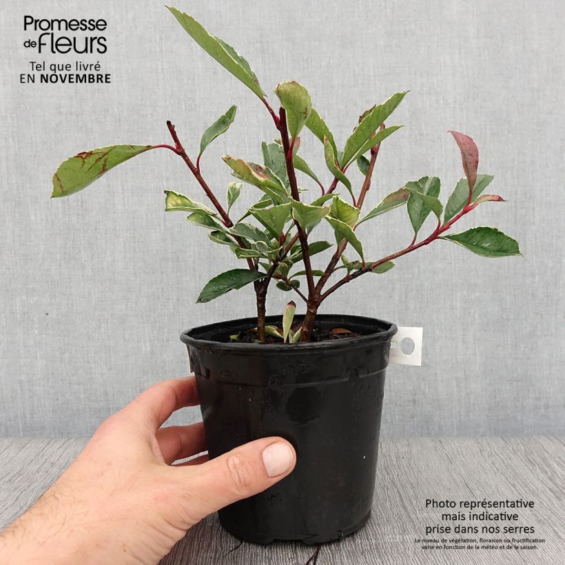 Example of Weißgrüne Glanzmispel Pink Marble - Photinia fraseri Topf mit 1L/1,5L as you get in automne