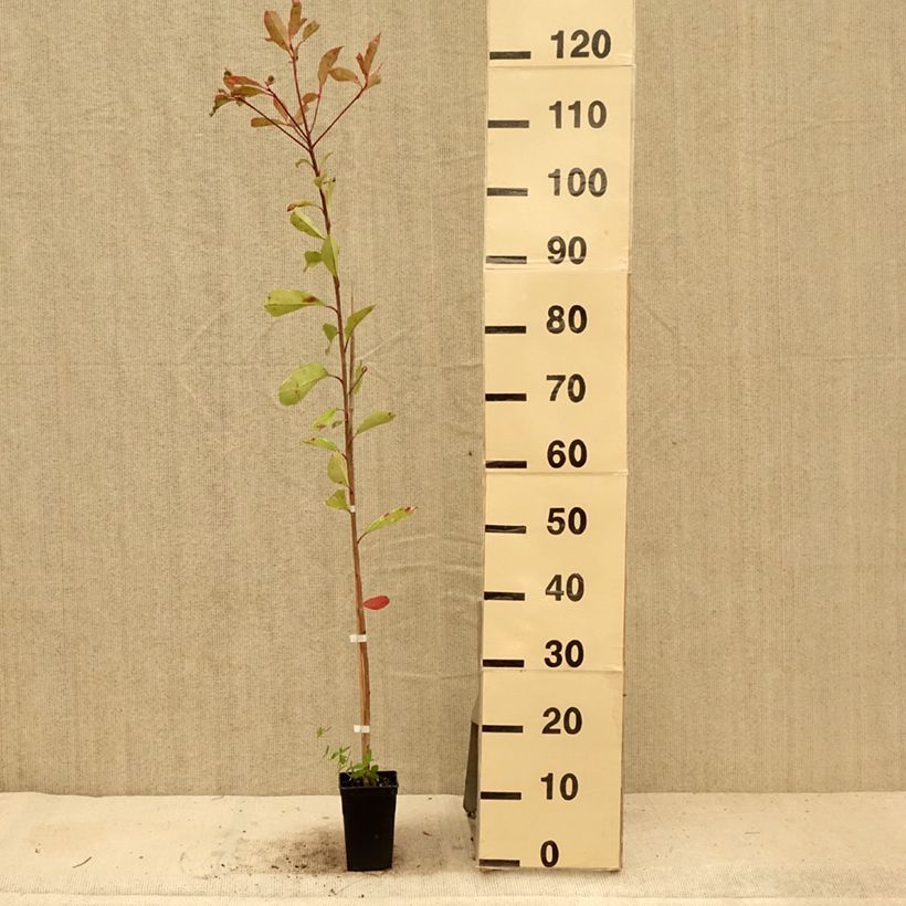 Exemplar von Weißgrüne Glanzmispel Pink Marble - Photinia fraseri Topf mit 1L/1,5L wie im Sommer geliefert