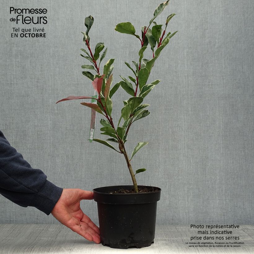 Example of Weißgrüne Glanzmispel Pink Marble - Photinia fraseri Topf mit 2L/3L as you get in automne