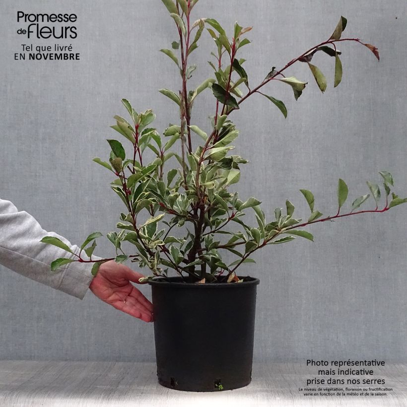 Example of Weißgrüne Glanzmispel Pink Marble - Photinia fraseri Topf mit 7,5L/10L as you get in automne