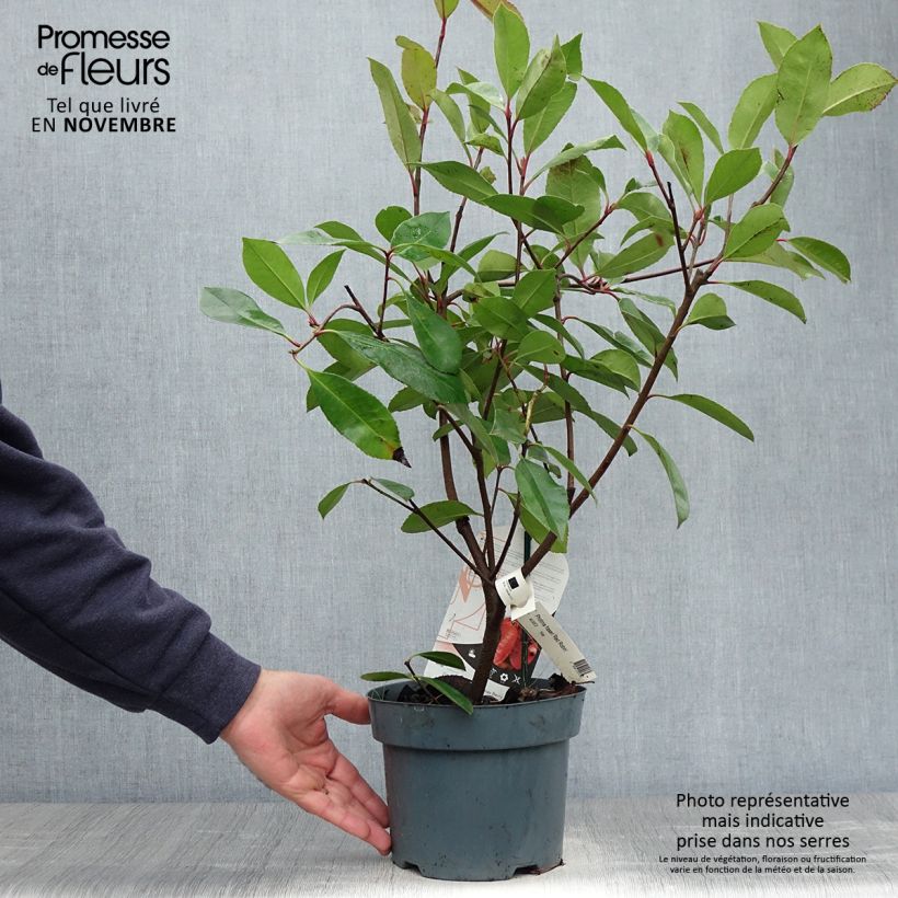 Example of Rote Glanzmispel Red Robin - Photinia fraseri Topf mit 2L/3L as you get in automne