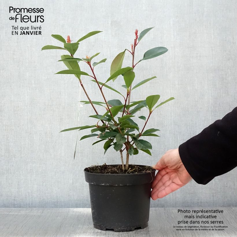 Exemplar von Rote Glanzmispel Red Robin - Photinia fraseri Topf mit 2L/3L wie im Winter geliefert
