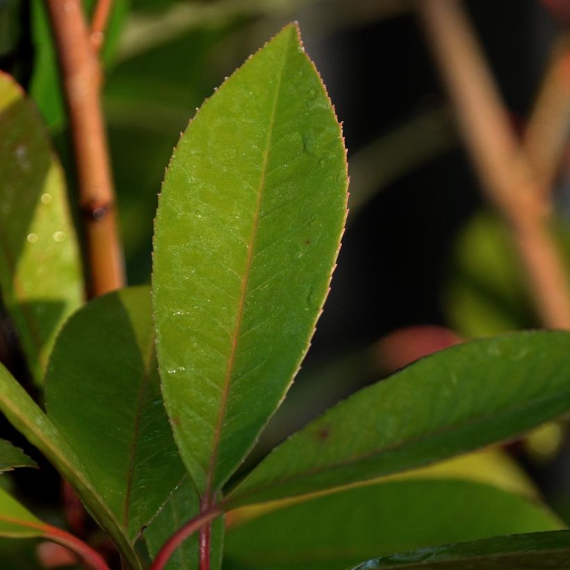 Rote Glanzmispel Red Robin - Photinia fraseri (Foliage)