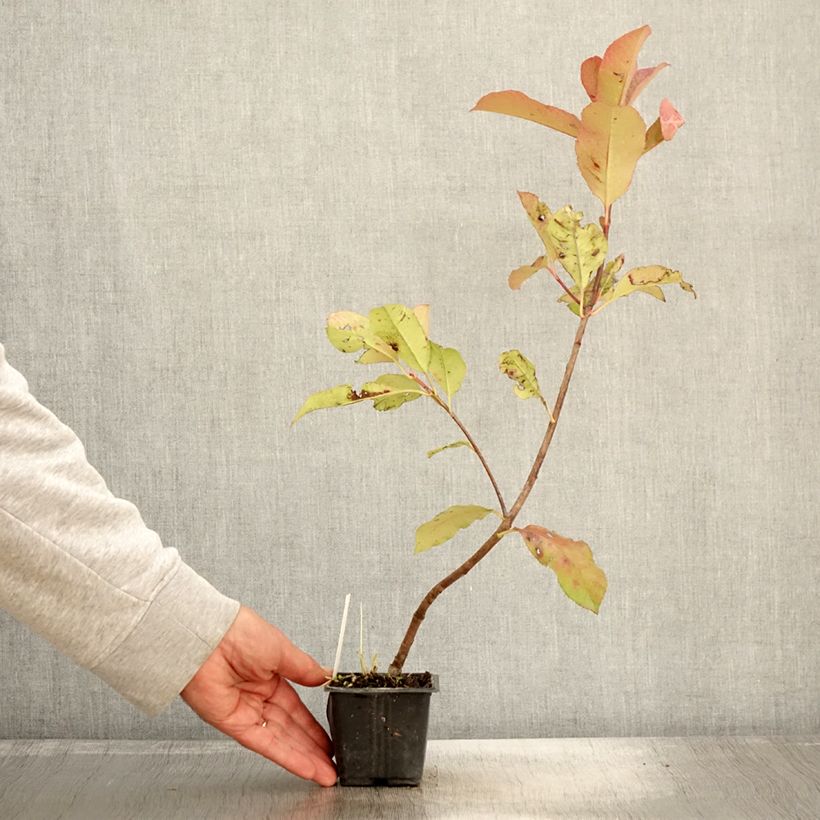 Example of Rote Glanzmispel Red Robin Blood - Photinia fraseri Kleine Töpfe von 8/9 cm as you get in automne