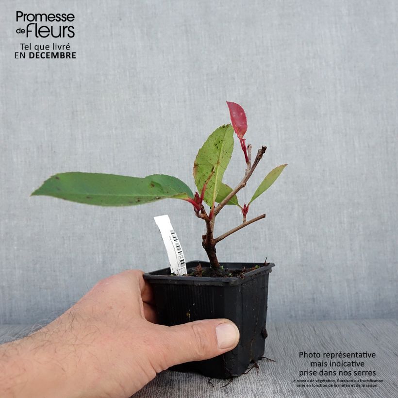 Example of Rote Glanzmispel Red Robin - Photinia fraseri Kleine Töpfe von 8/9 cm as you get in automne