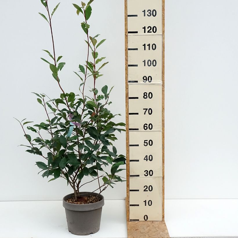Example of Rote Glanzmispel Red Robin - Photinia fraseri Topf mit 7,5L/10L as you get in ete