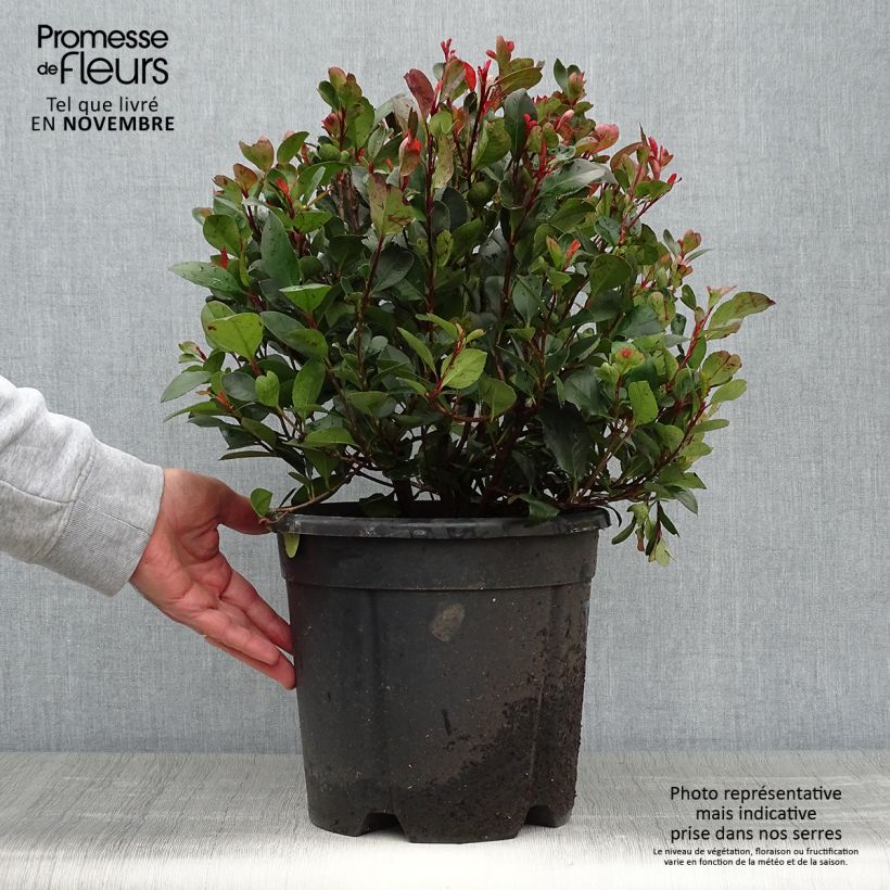 Example of Photinia Little Red Robin en pot de 10L as you get in automne