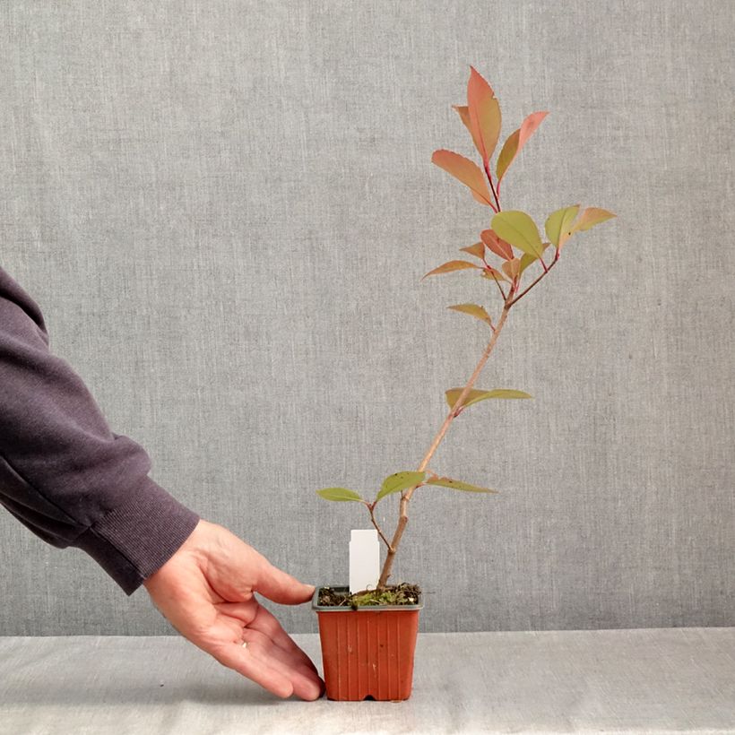 Exemplar von Zwerg Glanzmispel Little Red Robin - Photinia fraseri Kleine Töpfe von 8/9 cm wie im Herbst geliefert