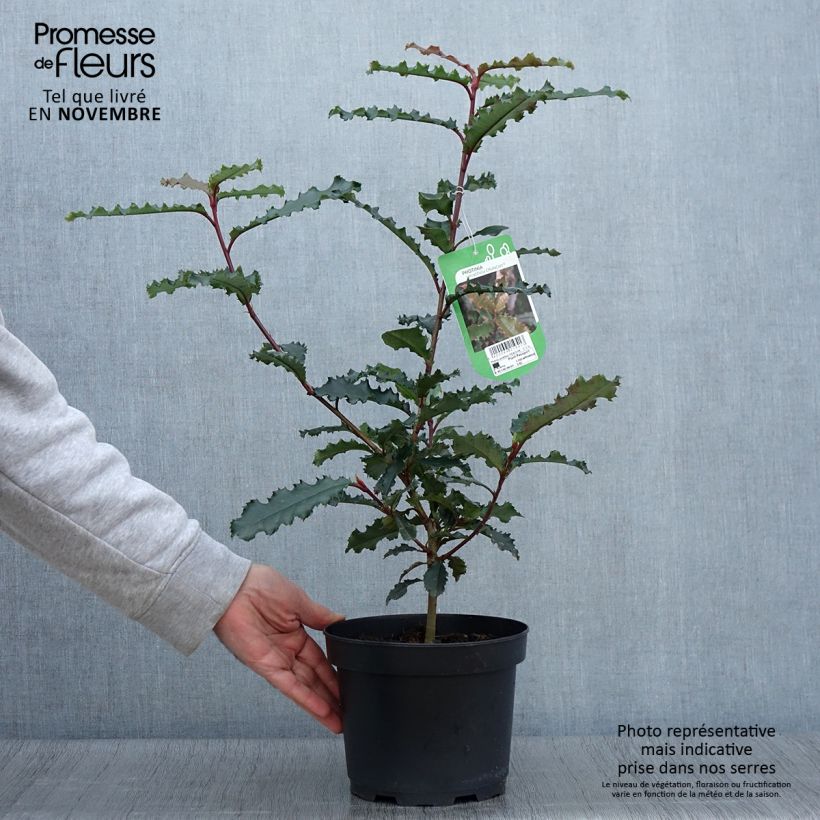 Example of Photinia serratifolia Crunchy - Sägeblättrige Glanzmispel Topf mit 2L/3L as you get in automne