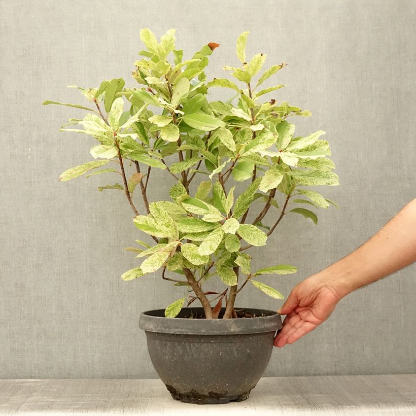 Example of Photinia serratifolia Pink Crispy - Sägeblättrige Glanzmispel Topf mit 6L/7L as you get in ete