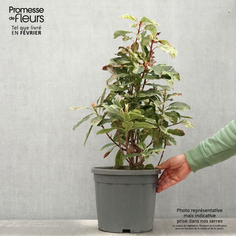 Exemplar von Photinia serratifolia Pink Crispy - Sägeblättrige Glanzmispel Topf mit 6L/7L wie im Winter geliefert