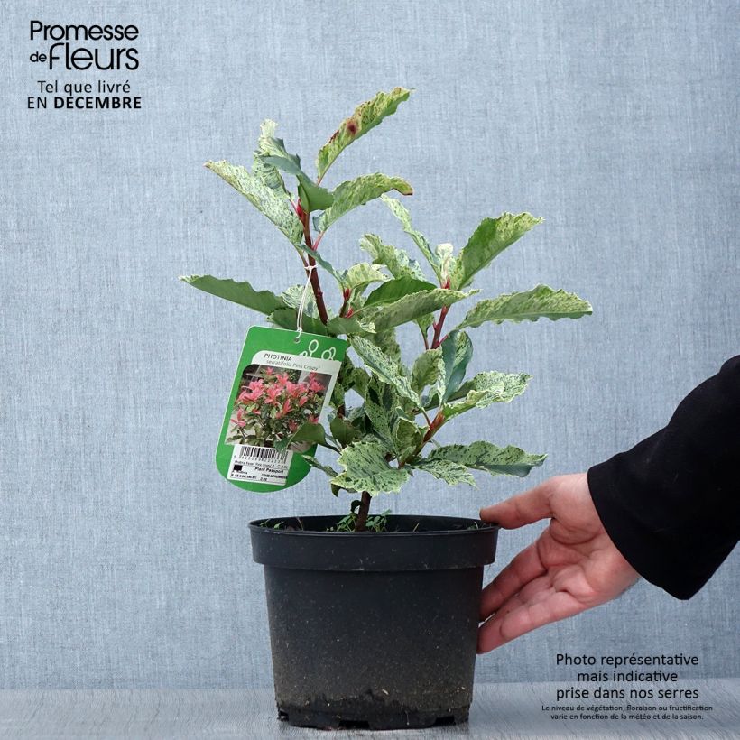 Example of Photinia serratifolia Pink Crispy - Sägeblättrige Glanzmispel Topf mit 2L/3L as you get in automne