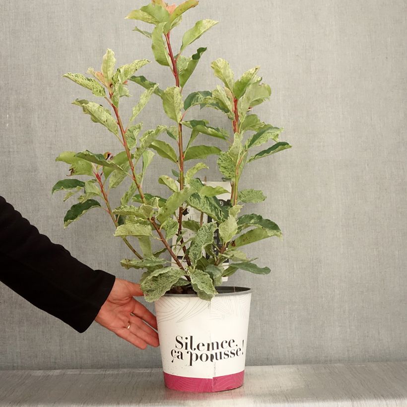 Example of Photinia serratifolia Pink Crispy - Sägeblättrige Glanzmispel Topf mit 4L/5L as you get in automne
