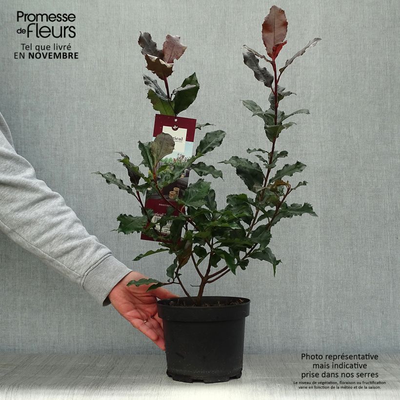 Example of Rote Glanzmispel Magical Volcano - Photinia fraseri Topf mit 2L/3L as you get in automne