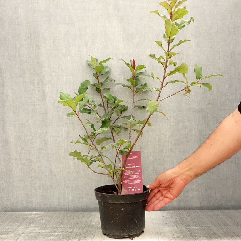 Exemplar von Rote Glanzmispel Magical Volcano - Photinia fraseri Topf mit 2L/3L wie im Sommer geliefert