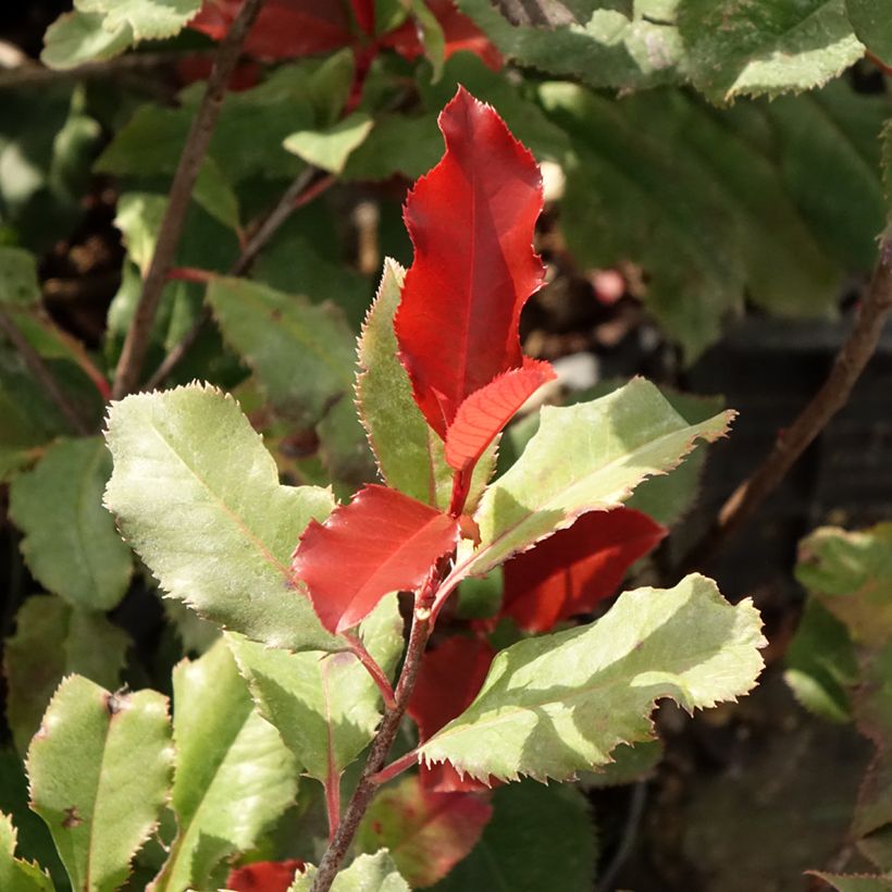 Rote Glanzmispel Magical Volcano - Photinia fraseri (Foliage)