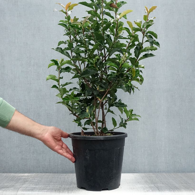 Example of Rote Glanzmispel Magical Volcano - Photinia fraseri Topf mit 7,5L/10L as you get in ete
