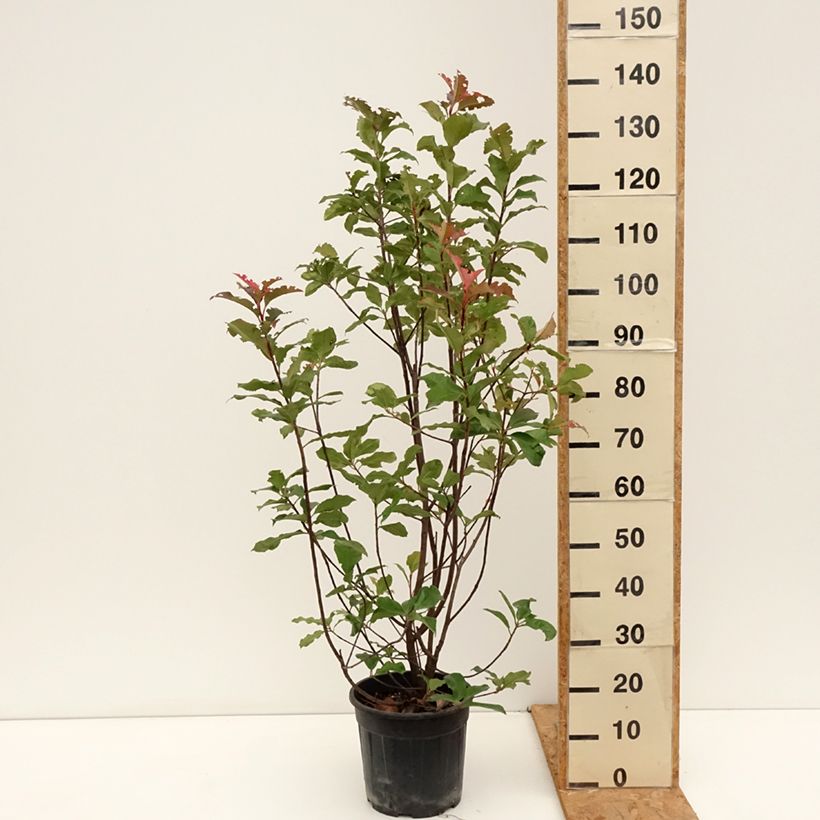Exemplar von Rote Glanzmispel Magical Volcano - Photinia fraseri Topf mit 7,5L/10L wie im Herbst geliefert