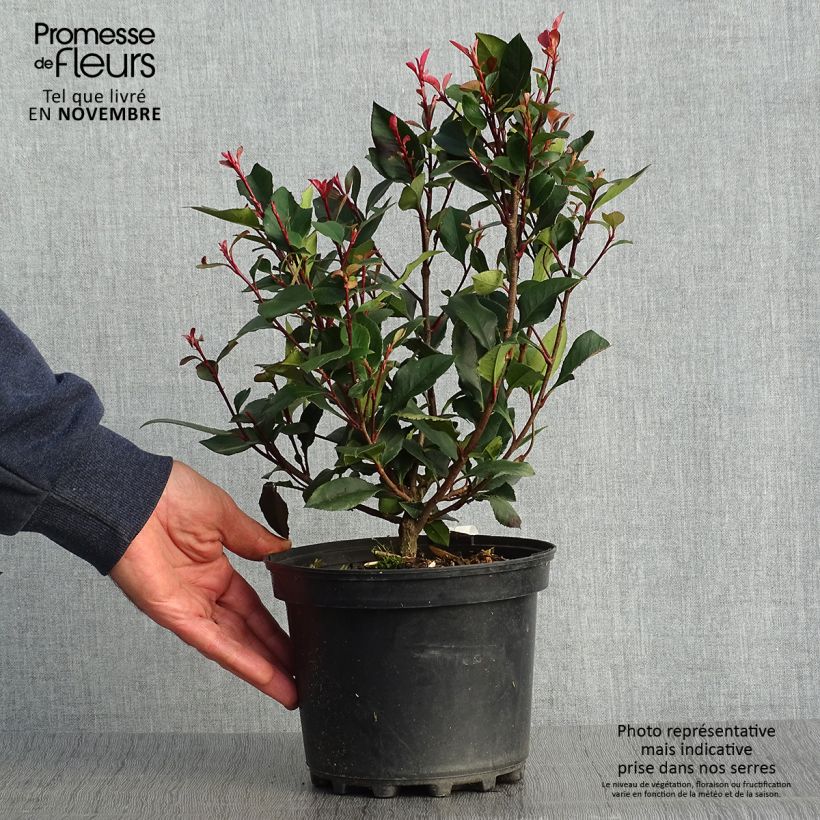 Example of Rote Glanzmispel Nana - Photinia fraseri Topf mit 2L/3L as you get in automne