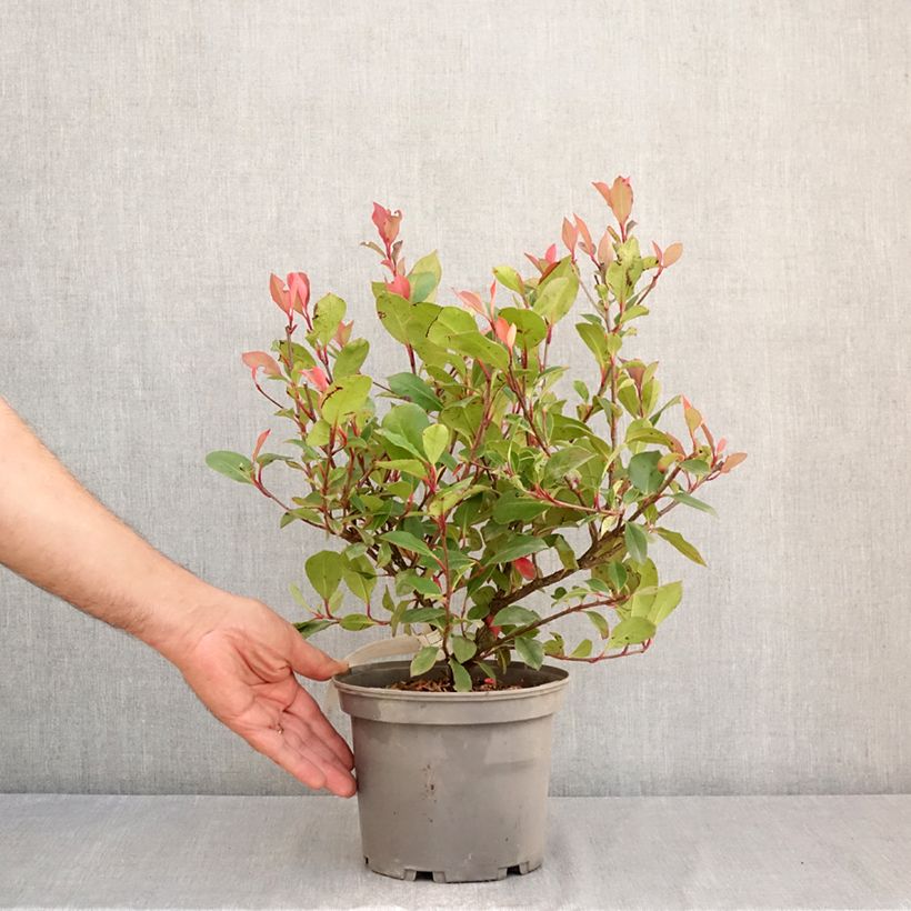 Exemplar von Rote Glanzmispel Nana - Photinia fraseri Topf mit 2L/3L wie im Sommer geliefert