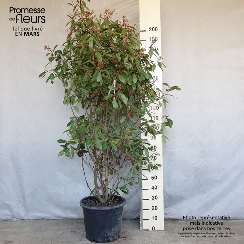 Exemplar von Rote Glanzmispel Red Robin - Photinia fraseri Topf mit 30L/35L wie im Frühjahr geliefert