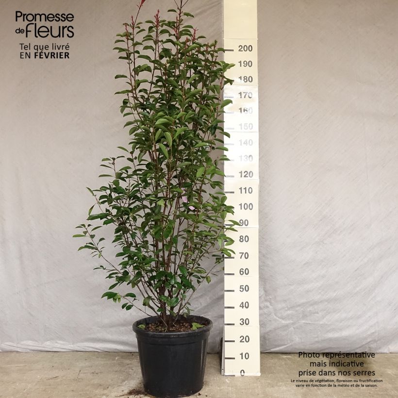 Example of Rote Glanzmispel Red Robin - Photinia fraseri Topf mit 50L/55L as you get in automne