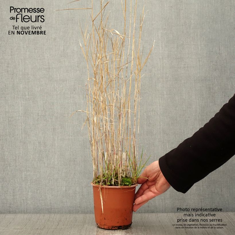 Example of Phragmites australis - Schilfrohr Topf mit 1L/1,5L as you get in automne