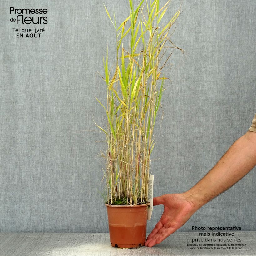 Exemplar von Phragmites australis - Schilfrohr Topf mit 1L/1,5L wie im Sommer geliefert