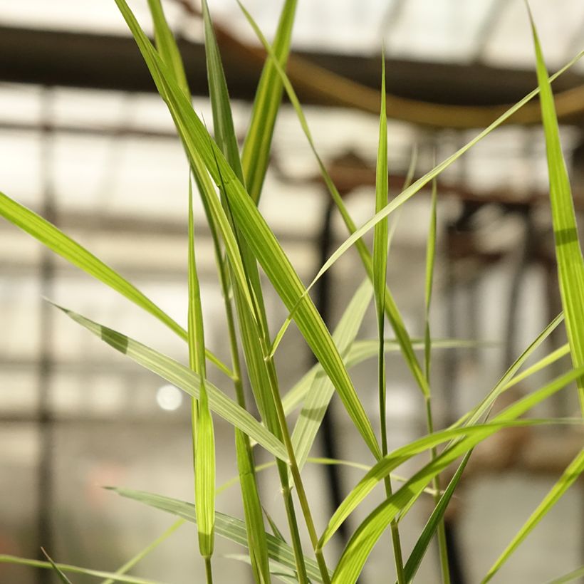 Phragmites australis Variegatus - Schilfrohr (Foliage)