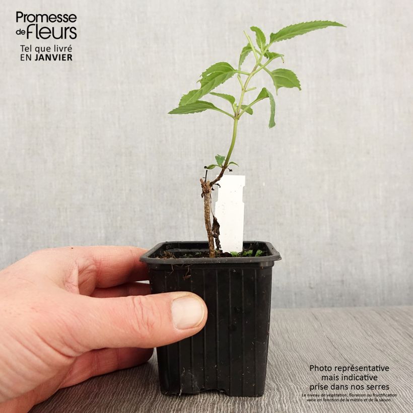 Exemplar von Kapfuchsie - Phygelius capensis Kleine Töpfe von 8/9 cm wie im Winter geliefert