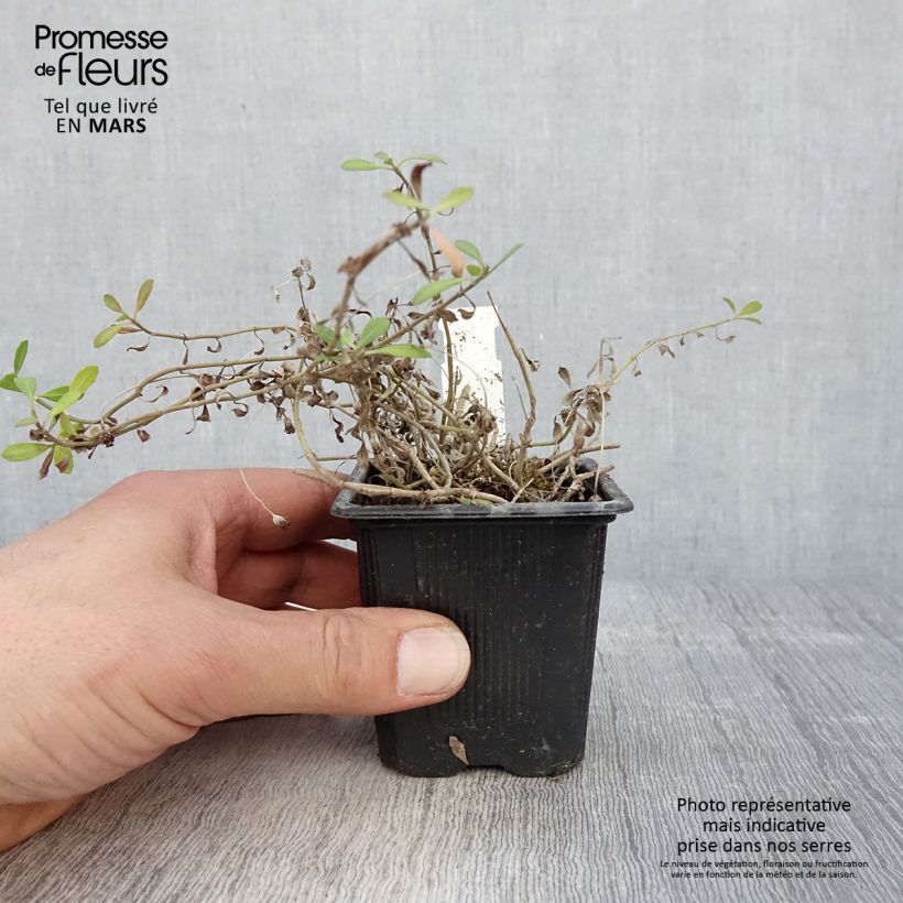 Exemplar von Phyla nodiflora var. canescens - Teppichverbene Kleine Töpfe von 7/8 cm wie im Frühjahr geliefert