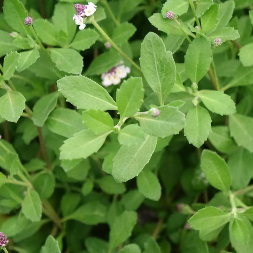 Phyla nodiflora var. canescens - Teppichverbene (Foliage)