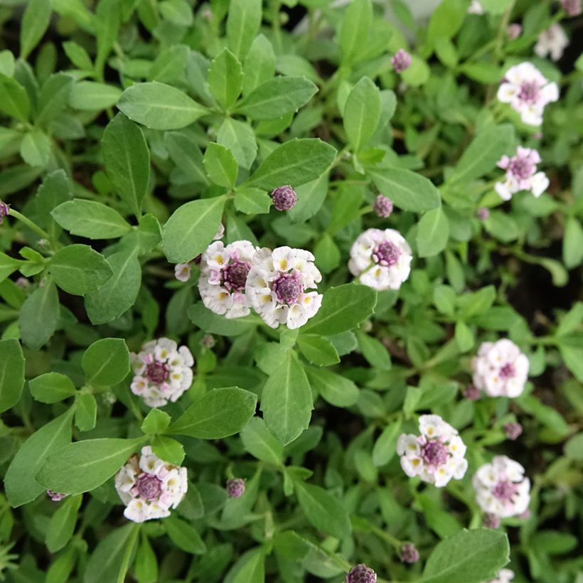 Phyla nodiflora var. canescens - Teppichverbene (Flowering)