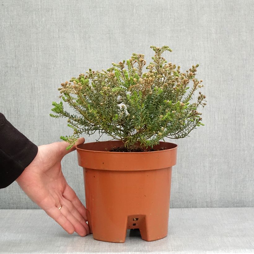 Example of Phylica ericoides Topf mit 3L/4L as you get in hiver
