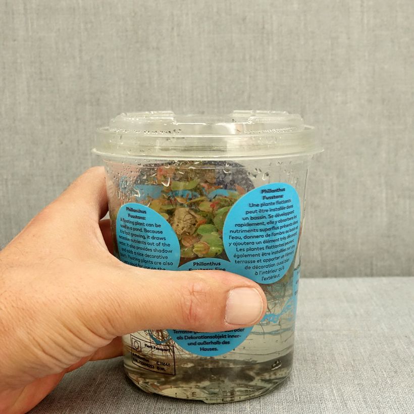 Exemplar von Phyllanthus fluitans Boîte, boite plastique 12cm wie im Sommer geliefert