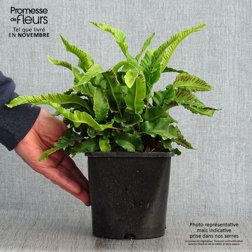 Example of Hirschzungenfarn - Phyllitis scolopendrium Topf mit 2L/3L as you get in automne