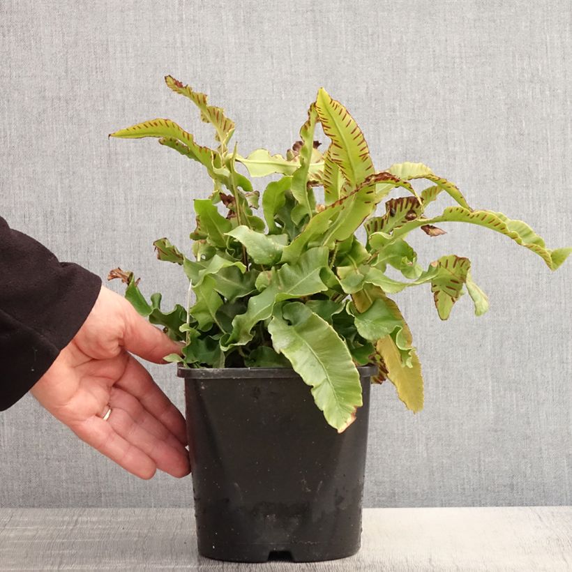 Exemplar von Hirschzungenfarn - Phyllitis scolopendrium Topf mit 2L/3L wie im Frühjahr geliefert