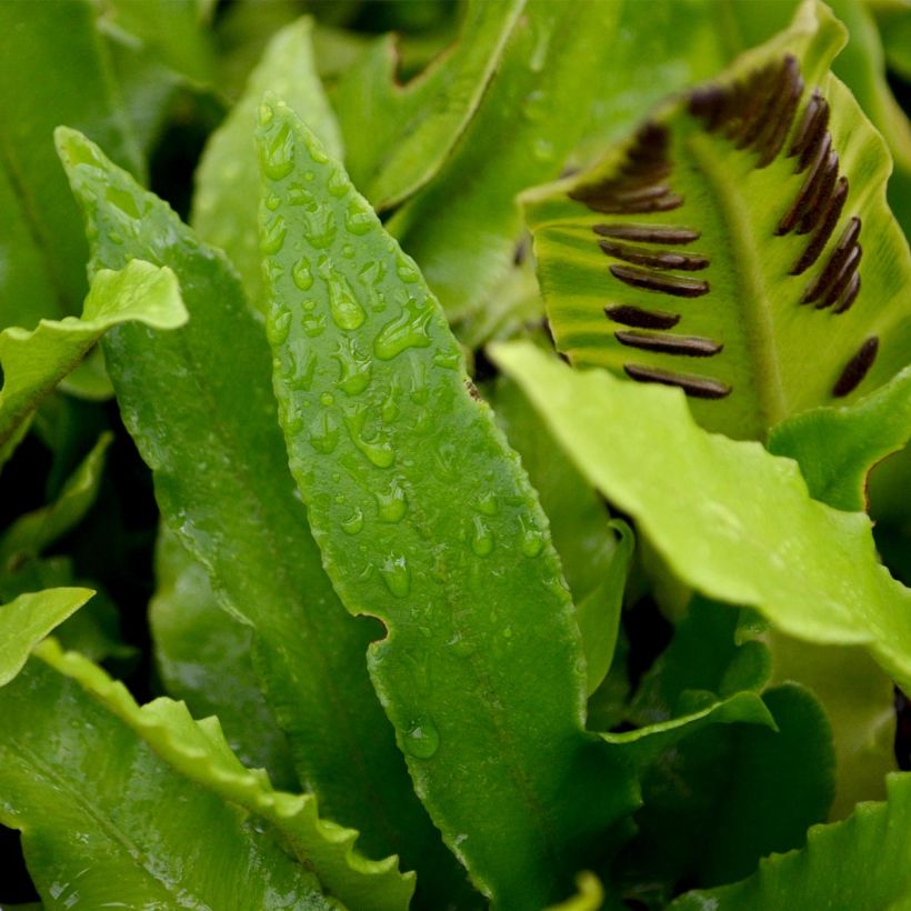Hirschzungenfarn - Phyllitis scolopendrium (Foliage)
