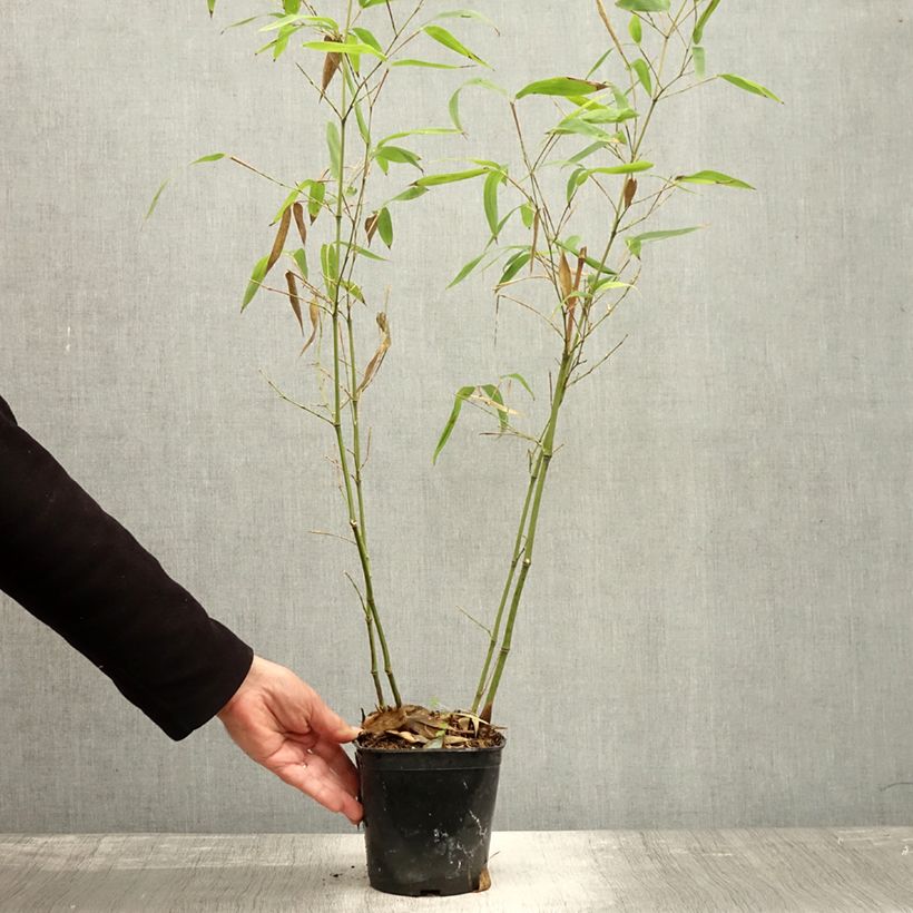 Example of Schwarzer Knospenbambus Green Perfume - Phyllostachys atrovaginata Topf mit 2L/3L as you get in automne