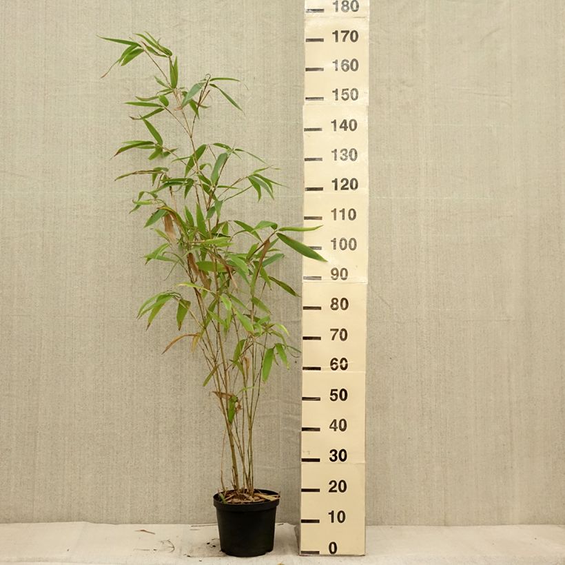 Example of Moso-Bambus - Phyllostachys edulis Topf mit 4L/5L as you get in automne