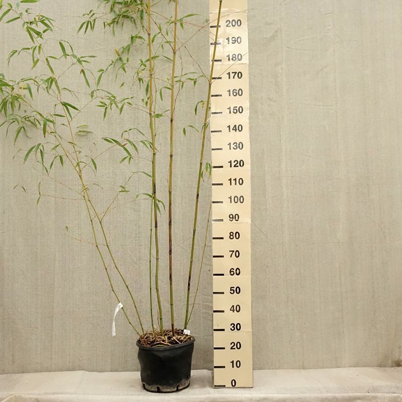 Example of Gebogener Bambus - Phyllostachys flexuosa Topf mit 12L/15L as you get in automne