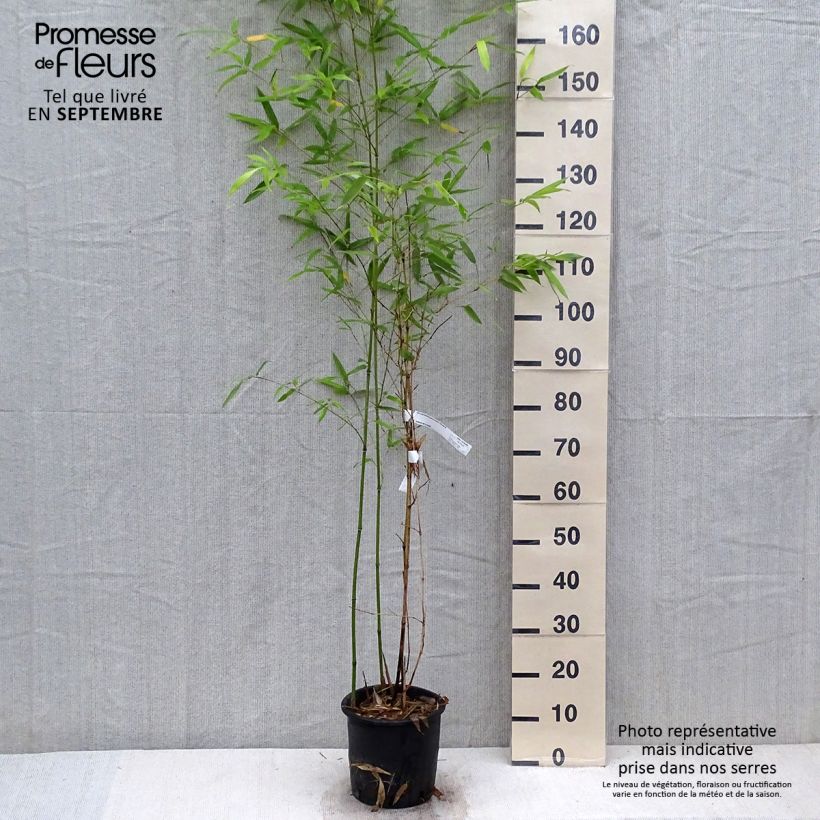 Example of Blauer Bambus - Phyllostachys glauca Topf mit 4L/5L as you get in automne
