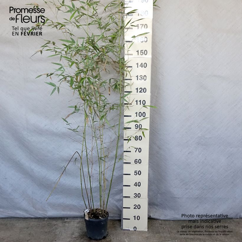 Exemplar von Blauer Bambus - Phyllostachys glauca Topf mit 4L/5L wie im Winter geliefert