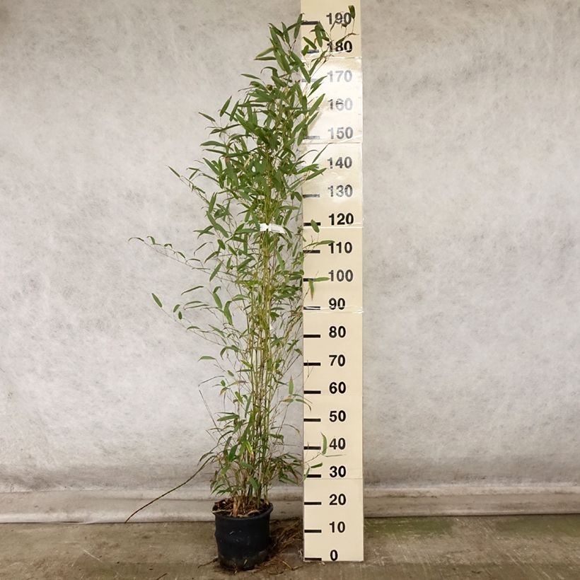 Example of Wasserbambus - Phyllostachys heteroclada Topf mit 4L/5L as you get in automne